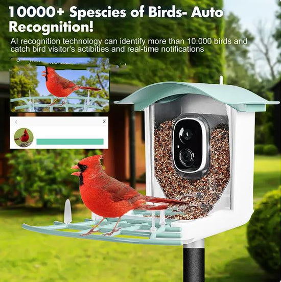 Solar-Powered Waterproof Bird Feeder with Camera – Everyday Needs and Wants