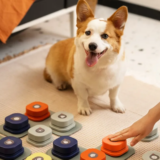 Colorful pet toy from My Store, featuring a plush, squeaky design suitable for cats and dogs to play and chew.